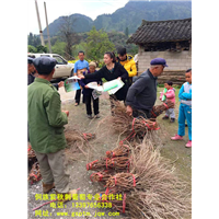 高山葡萄苗批发 
