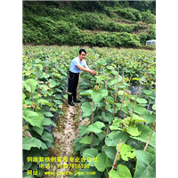 湖南紫秋葡萄苗 