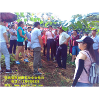湖南高山葡萄苗 