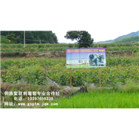 高山葡萄苗培育基地 