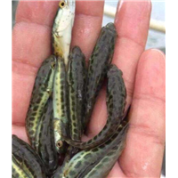 清远鱼苗_宝路罗非鱼苗 