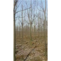 河南楸树苗栽培技术