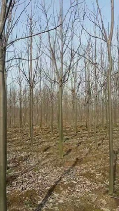 河南楸树电话