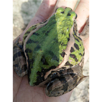 河南种蛙养殖