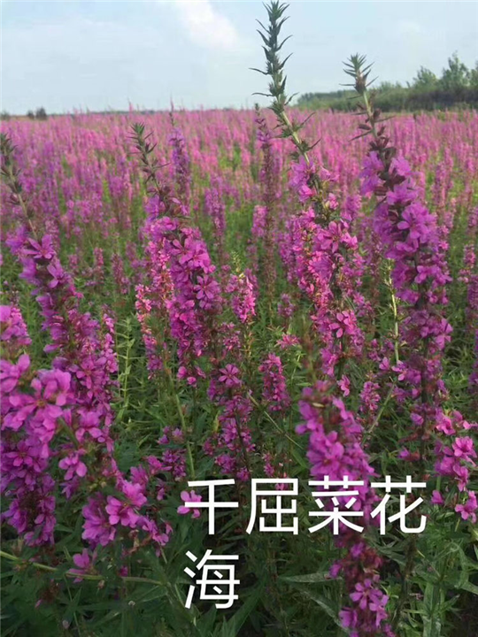 辽宁千屈菜，东北千屈菜