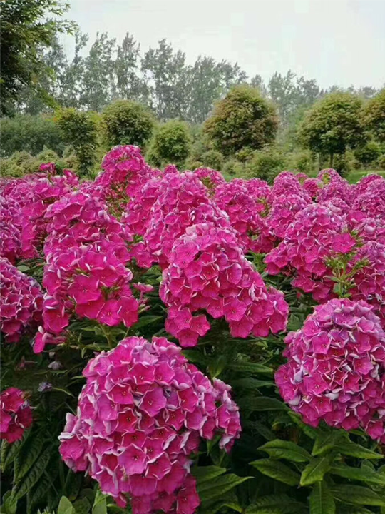 东北福禄考，辽宁福禄考