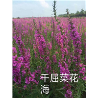 辽宁千屈菜，东北千屈菜