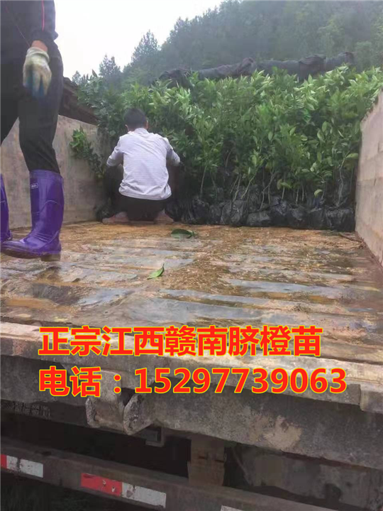 纽荷尔赣南脐橙苗1年苗 