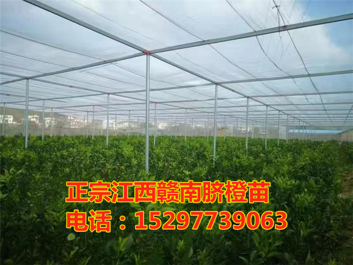 纽荷尔赣南脐橙苗2年苗 