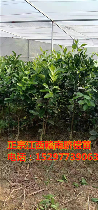 纽荷尔赣南脐橙苗2年苗 