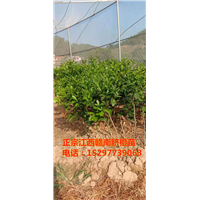 纽荷尔赣南脐橙苗2年苗 