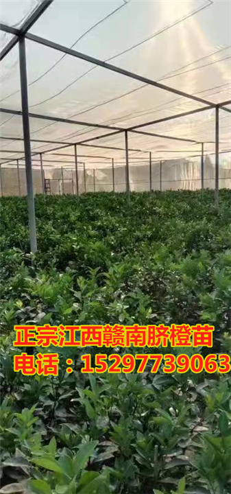 纽荷尔赣南脐橙苗2年苗 