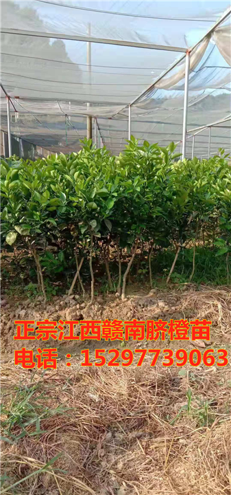 纽荷尔赣南脐橙苗2年苗 