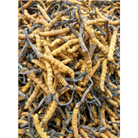 广州高价回收冬虫夏草 