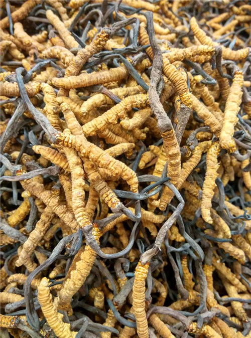 广州高价回收冬虫夏草 