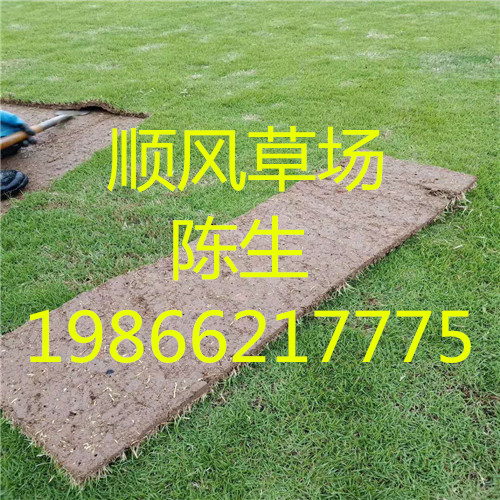 梅州绿化草坪 