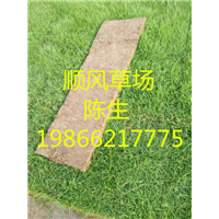 梅州草皮基地 