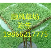 梅州顺风草场 