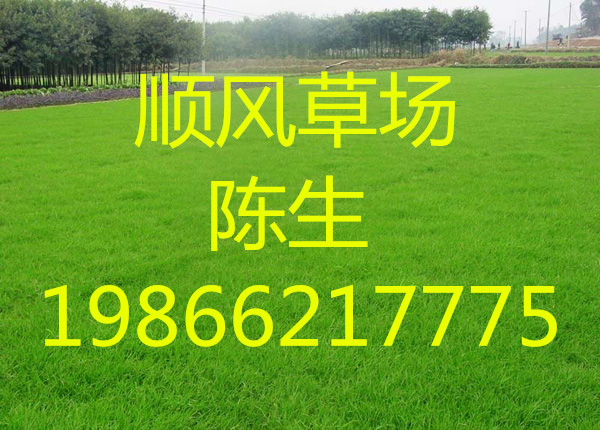 五华草坪 