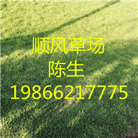 大浦草坪 