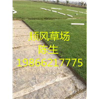 梅州草坪基地 