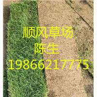 梅州草坪基地 