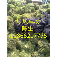 梅州草场种植 