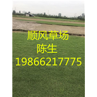 梅州草皮基地 