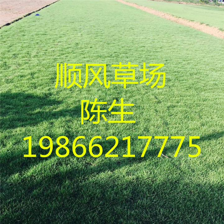 梅州台湾草 