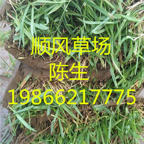 蕉岭草皮 