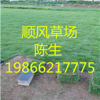 梅州草坪 
