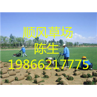 梅州草场种植 