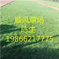 梅州台湾草 