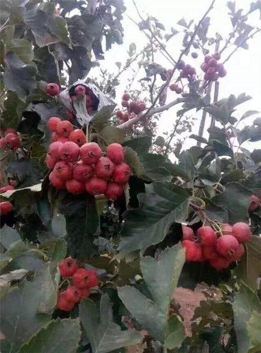 江西山楂苗批发多少钱