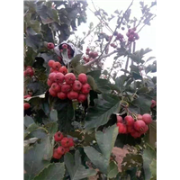 江西山楂苗批发多少钱