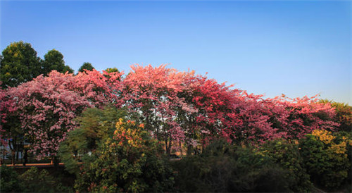 山东丝木棉基地批发 