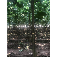 周口楸树种植基地