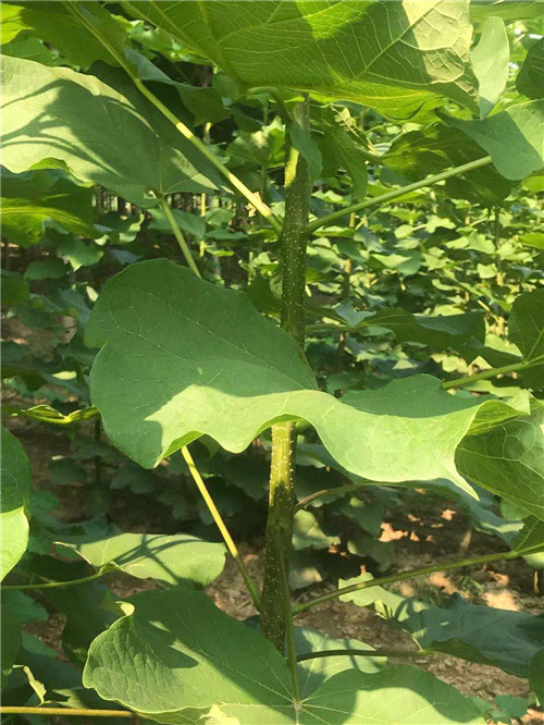 梓树种植基地