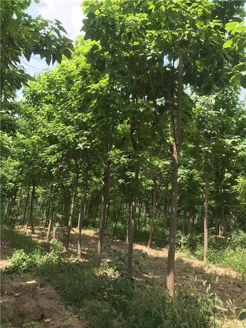 河南梓树哪家好