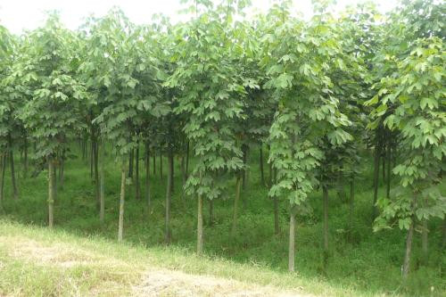 青铜树种植基地 