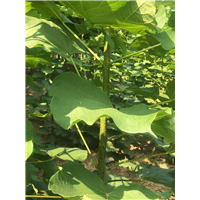梓树小苗种植基地