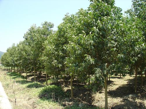 大叶女贞种植基地 