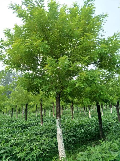 河南国槐种植基地 
