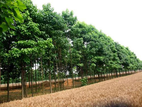 楸树苗种植基地 