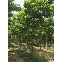 河南梓树种植基地