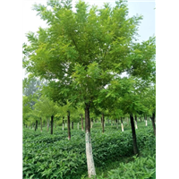 河南国槐种植基地 