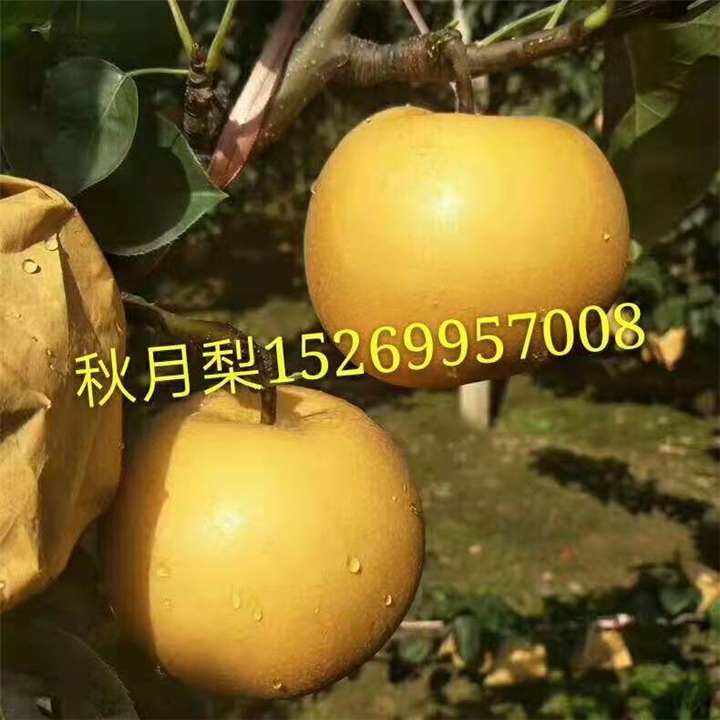 山东秋月梨苗价格 