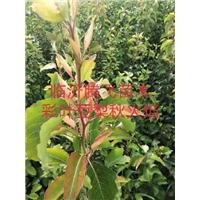 临沂彩叶豆梨秋火焰价格