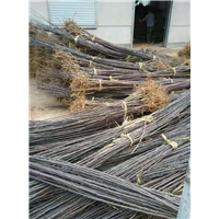 山东绚丽海棠苗培育基地