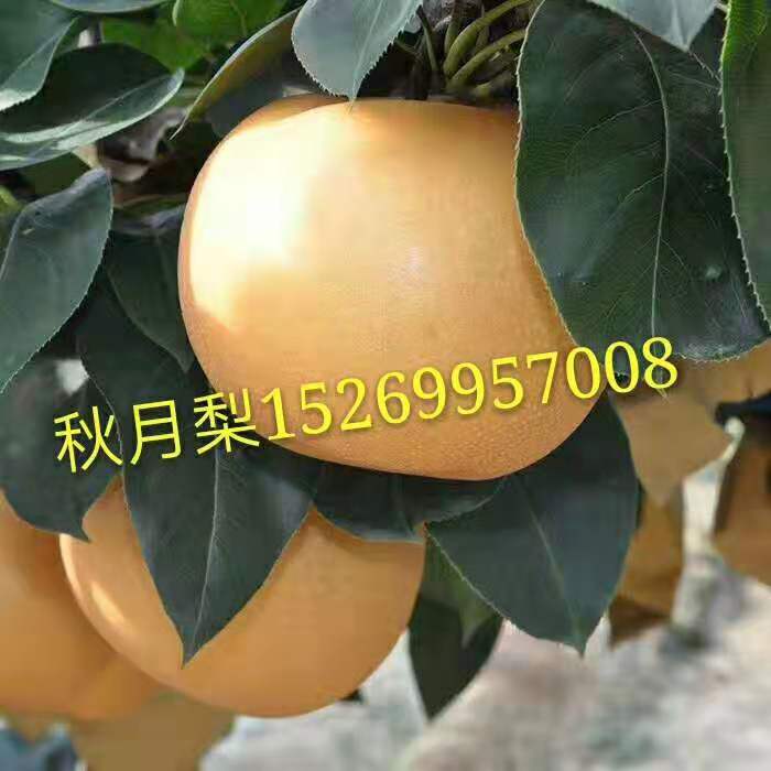 秋月梨苗